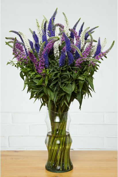 Вероніка колосиста зрізані сині квіти у вазі в квітковій композиції